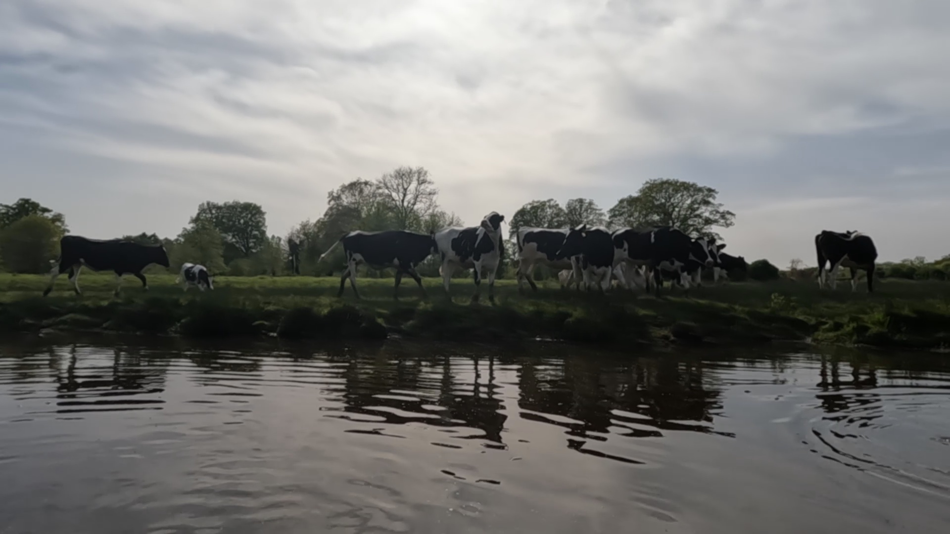 Kanoën met uitzicht op koeien langs de Regge